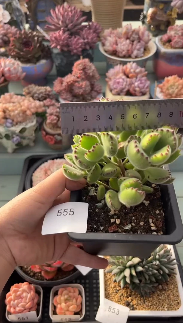 555群生熊童子多肉
