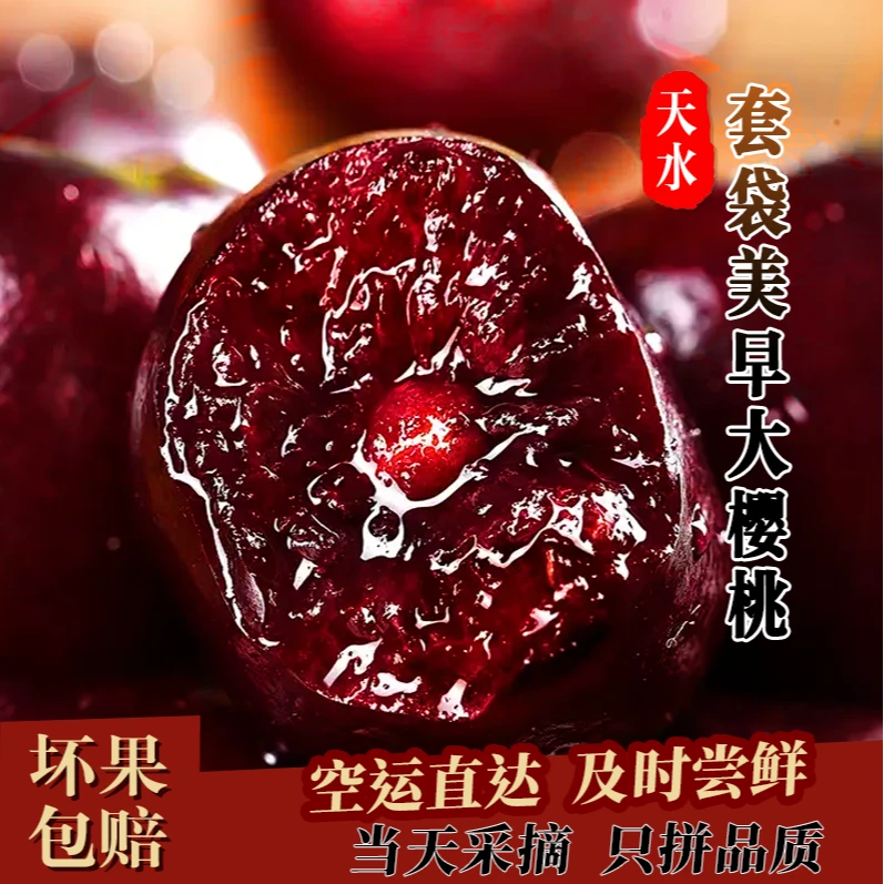 【套袋美早】【省外拍】天水露天大樱桃车厘子新鲜采摘果园直发