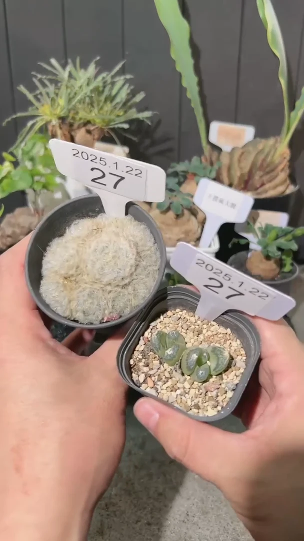 【闪购商品】佛座箍组合1.22.27