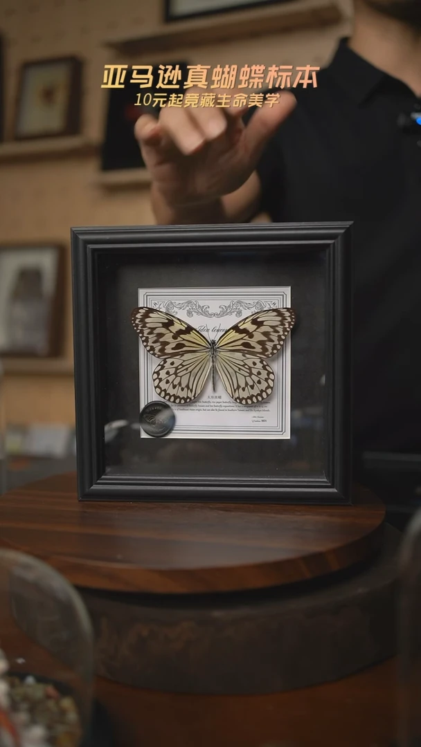大帛斑蝶盲盒版7寸方框