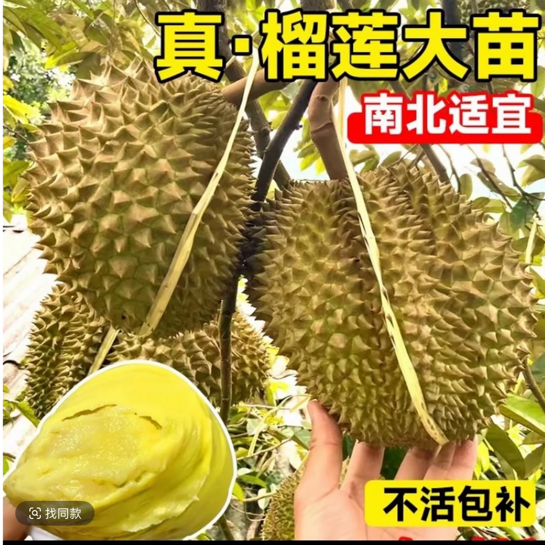 a3榴莲树苗果树果苗盆栽嫁接新品种树苗南北方种植