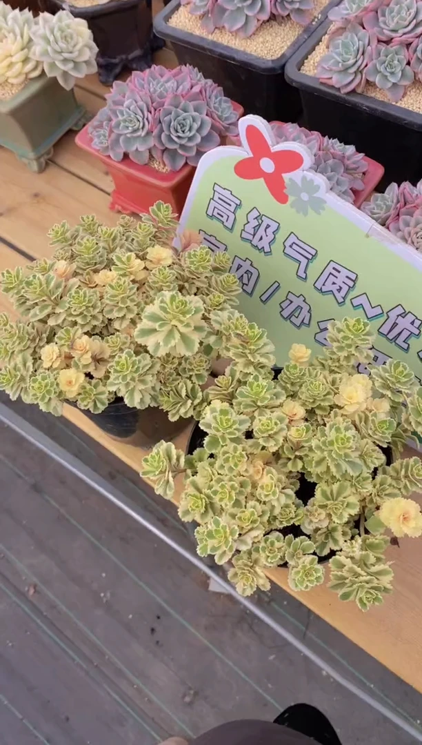 A73-亚特兰蒂斯锦模特（量拍）