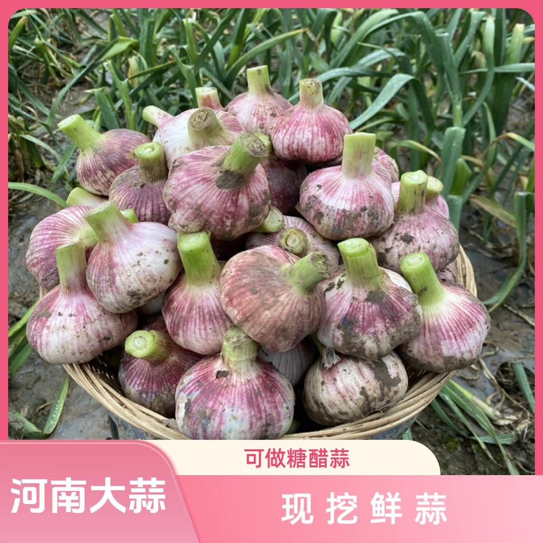 2025年河南现挖新鲜紫皮大蒜头鲜蒜嫩蒜可做糖醋蒜3斤5斤