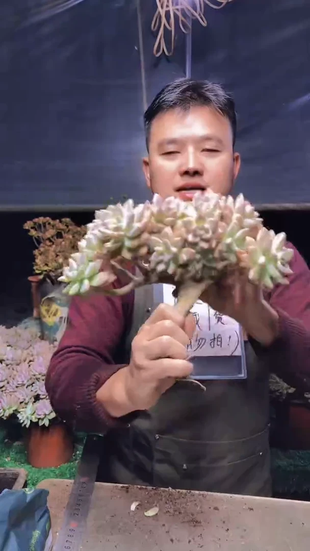 187淡雪缀化一物一拍