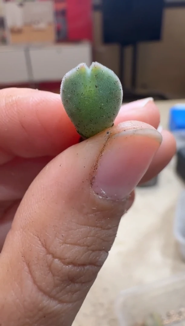 7-373多肉植物肉锥