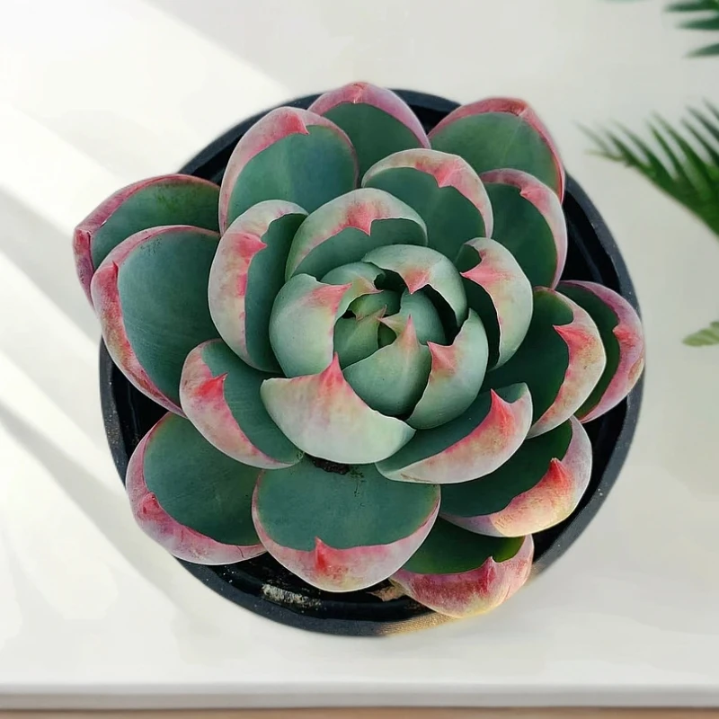 【惊鸿仙子】多肉植物新手绿植盆栽好养室内室外一颗包邮