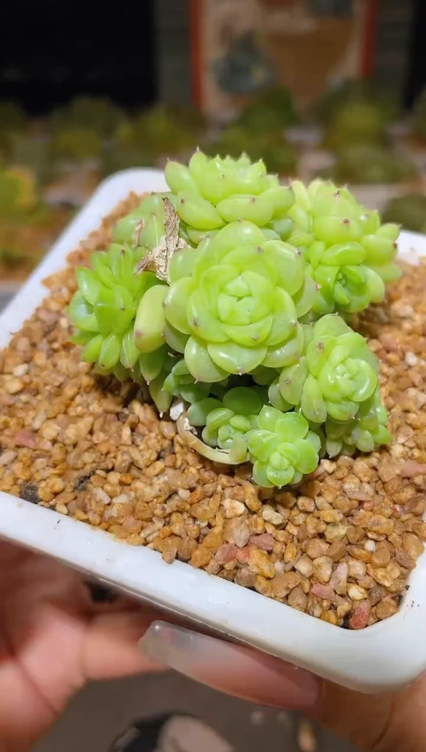 894编号一物一拍