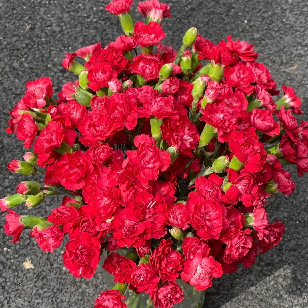 【康乃馨】正红色浓香康乃馨盆栽室内外阳台耐高温耐冻爆花