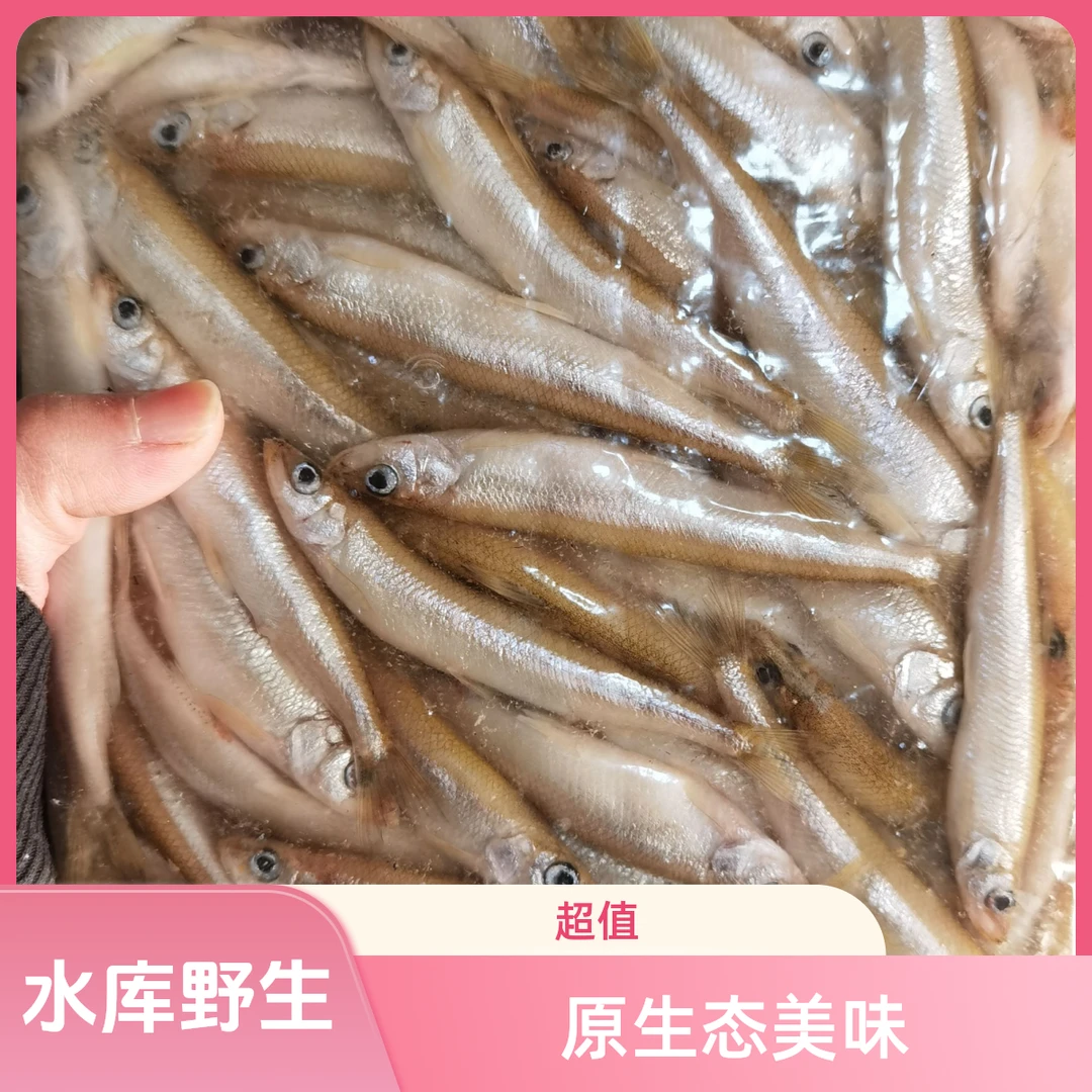 原生态小公鱼生态清水干净食用