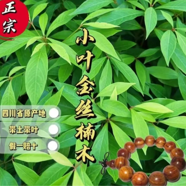 正宗小叶桢楠金丝楠木树1.5米10棵