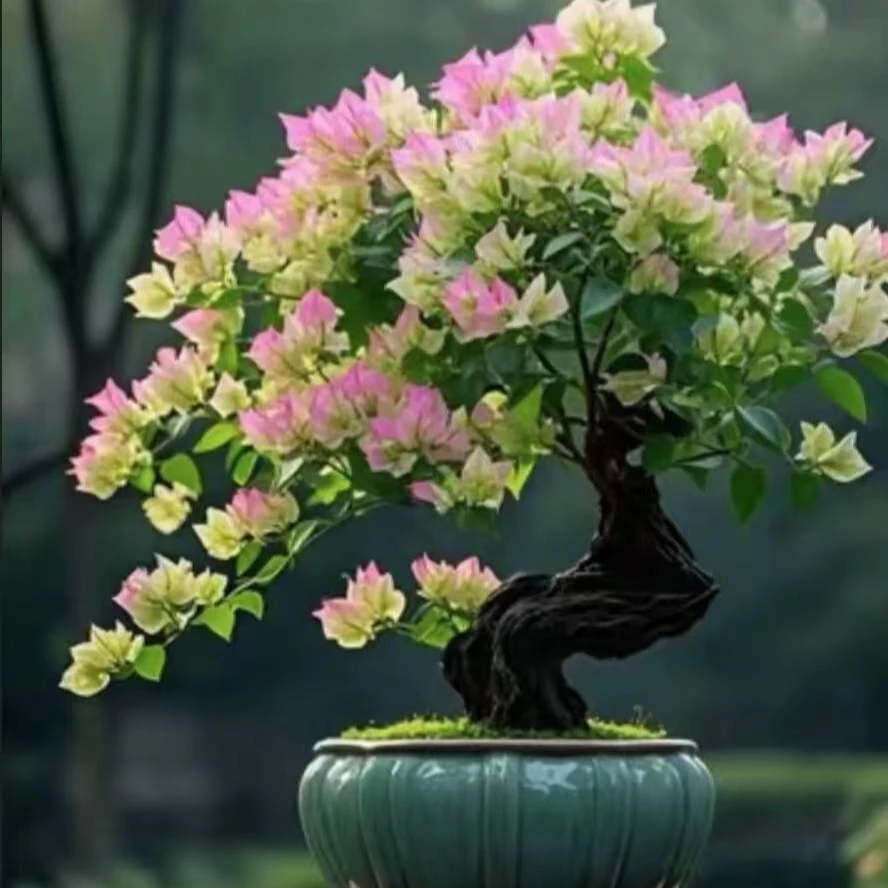 （一物一拍）三角梅老桩盆景