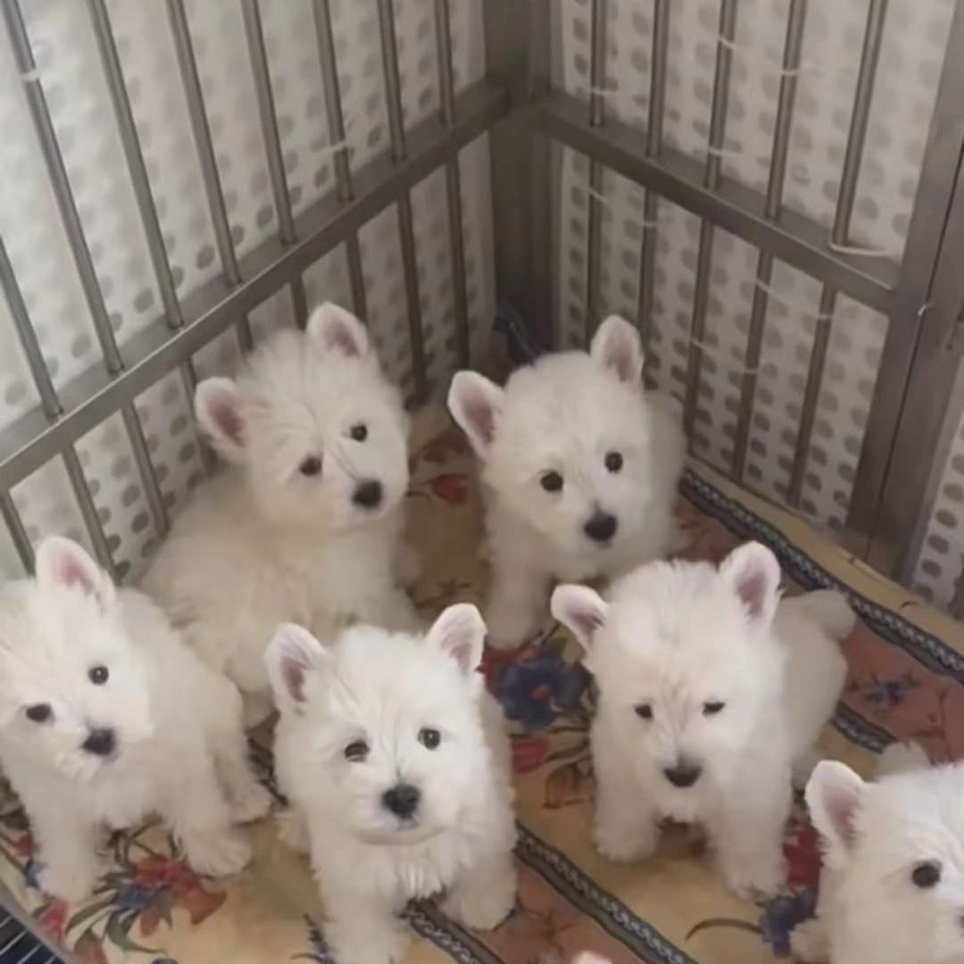 亿嘉宠物自家专用活体宠物链接