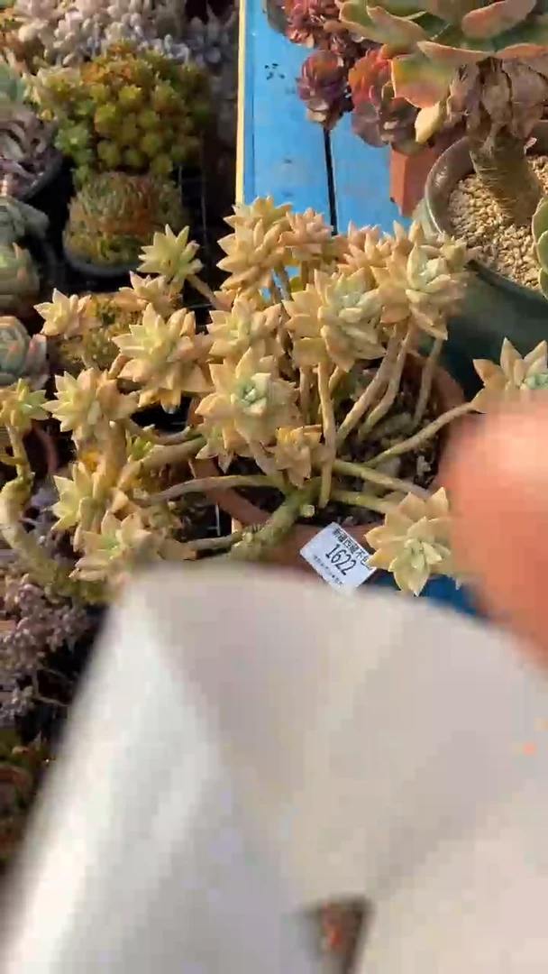 【闪购商品】1622橙色恋人