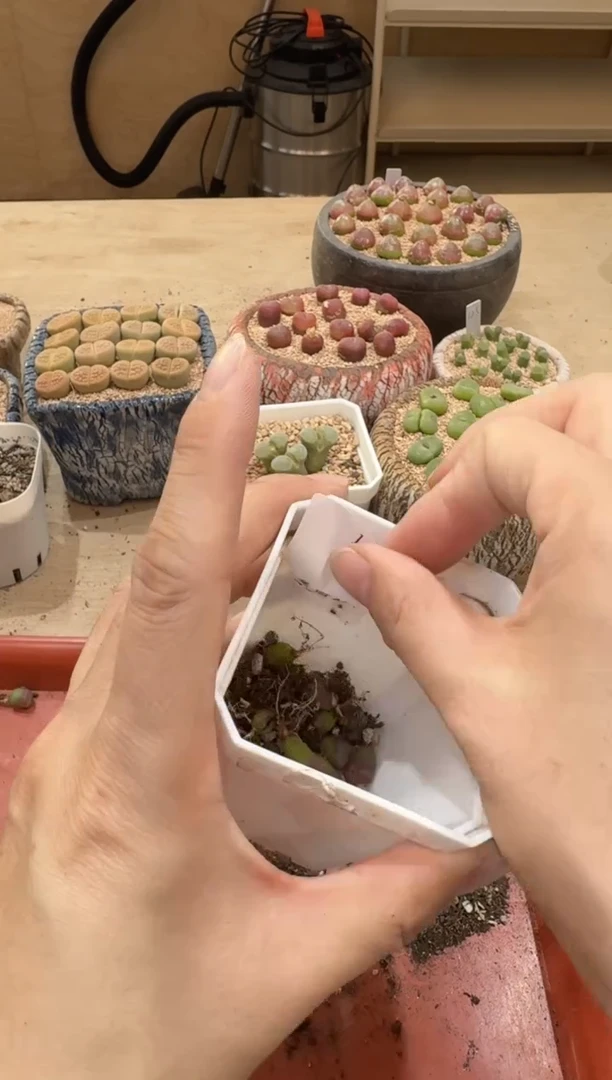 18-285多肉植物肉锥
