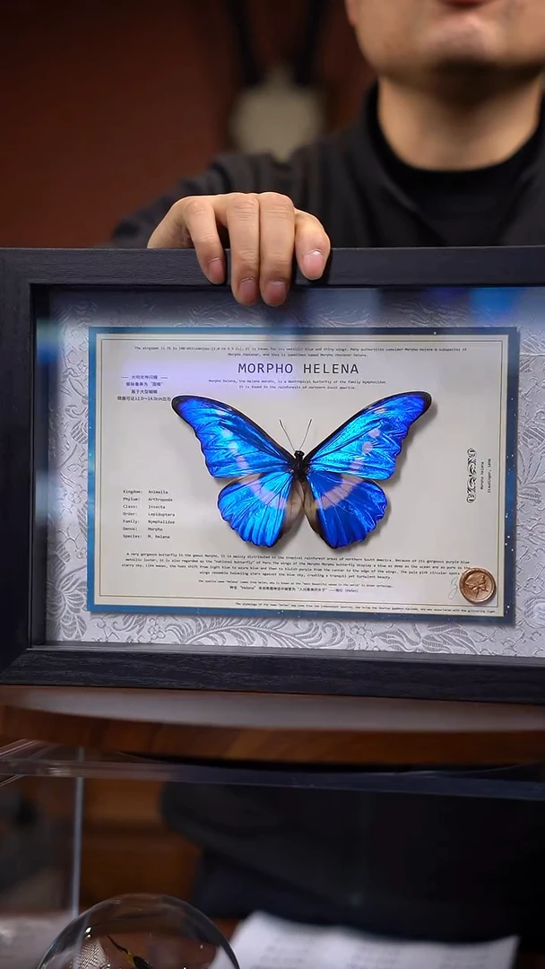 N100 光明女神 一物一拍