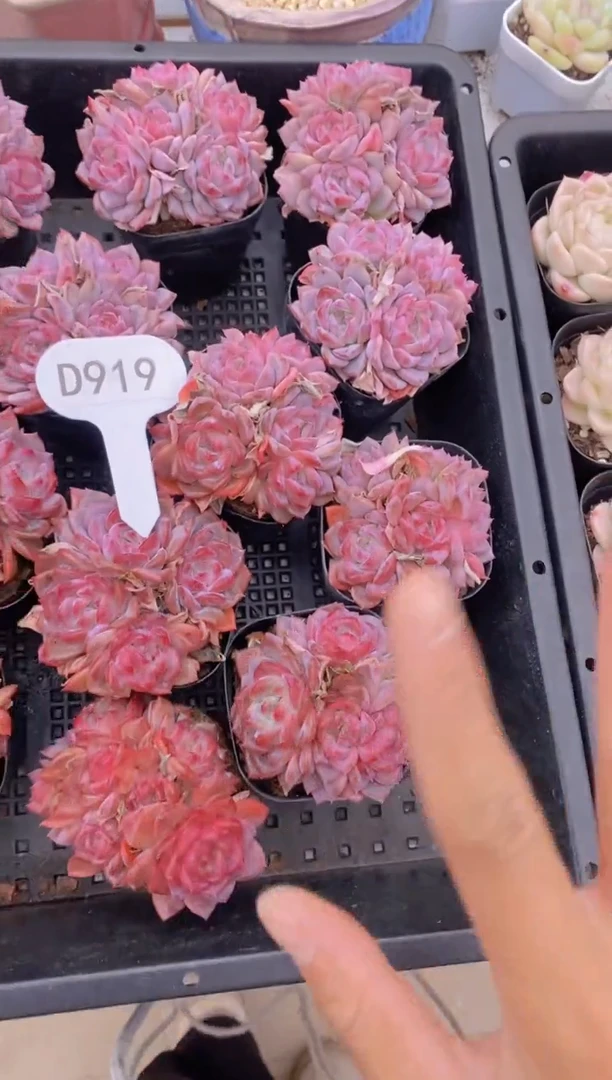 【闪购商品】D919-水晶琥珀群