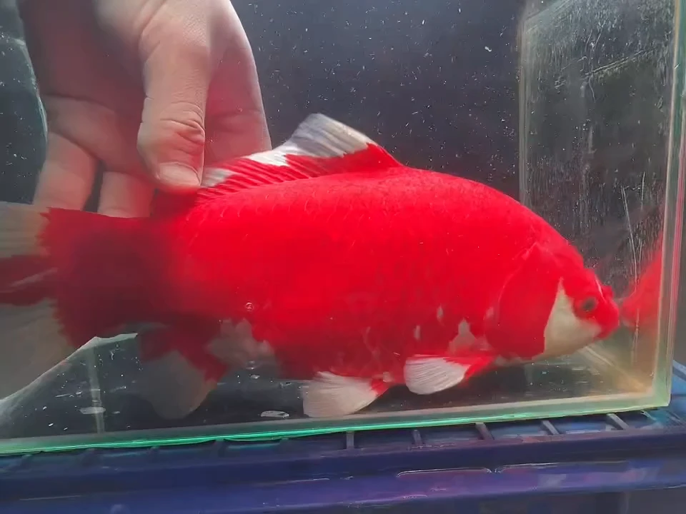 短尾草金专拍链接黄牌子44