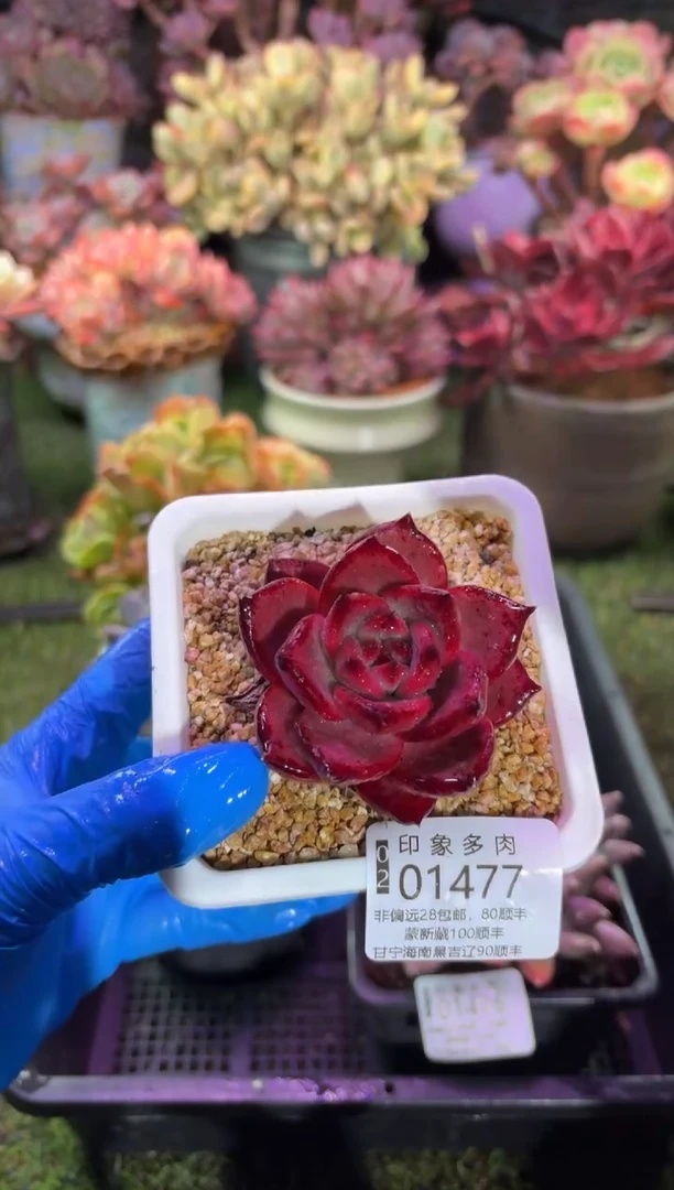 【闪购商品】01477