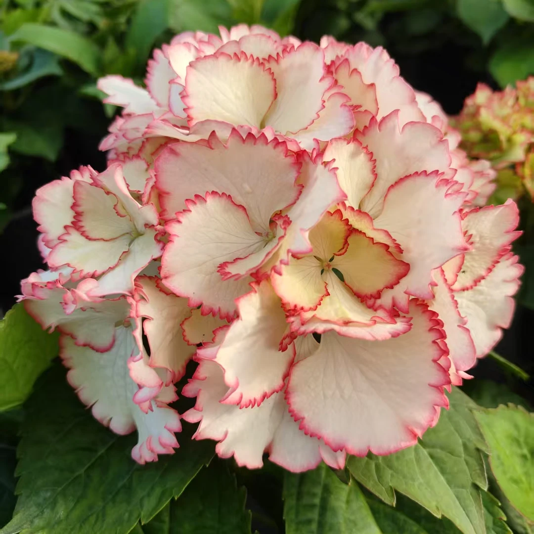 绣球花 鸡尾酒  原土原盆 超长花期 4花苞以上 新手易养 庭院阳台