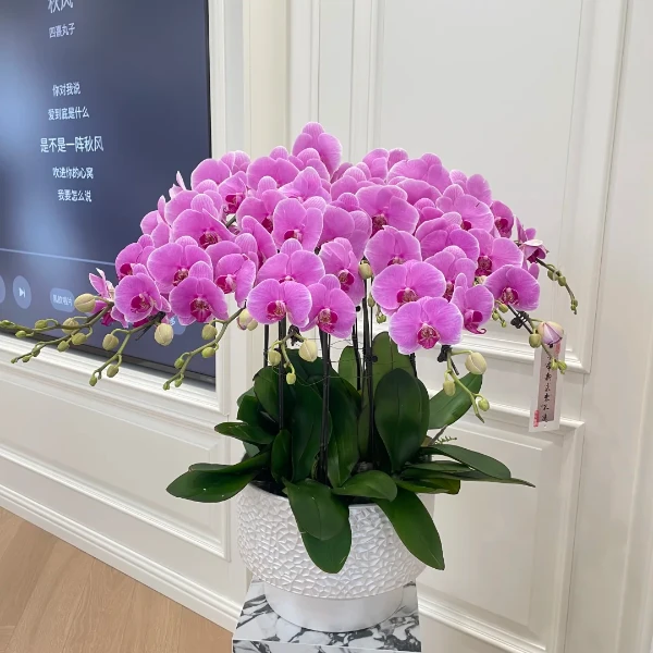 【一物一拍】蝴蝶兰品种带花带花苞好养活的稀有花卉