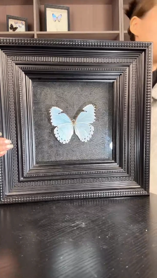 实木竖款肯特白闪蝶（蝴蝶装饰画10寸框）