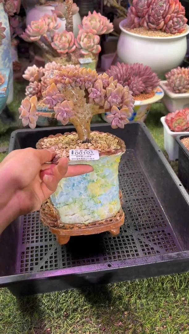 【闪购商品】00101