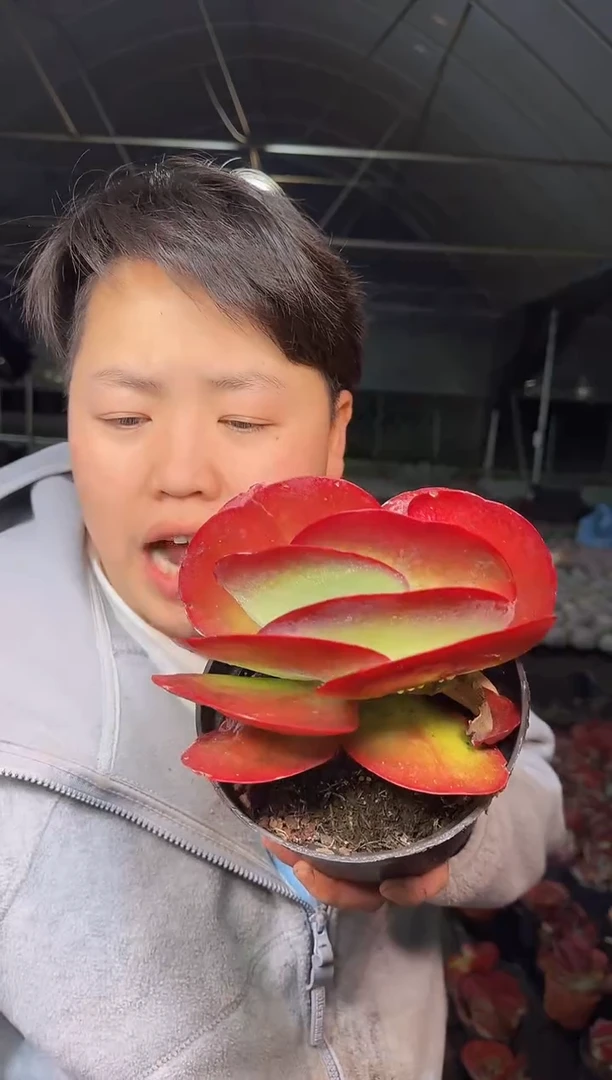 单头唐印3.99