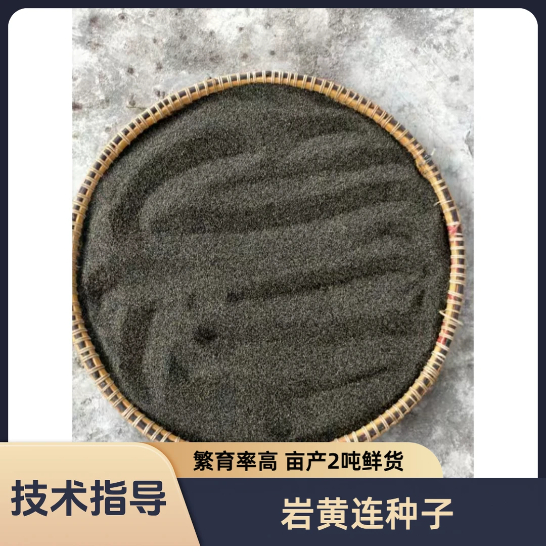 [产地直发]野生岩黄连胡岩连种子繁育率高25年新产提供技术支持