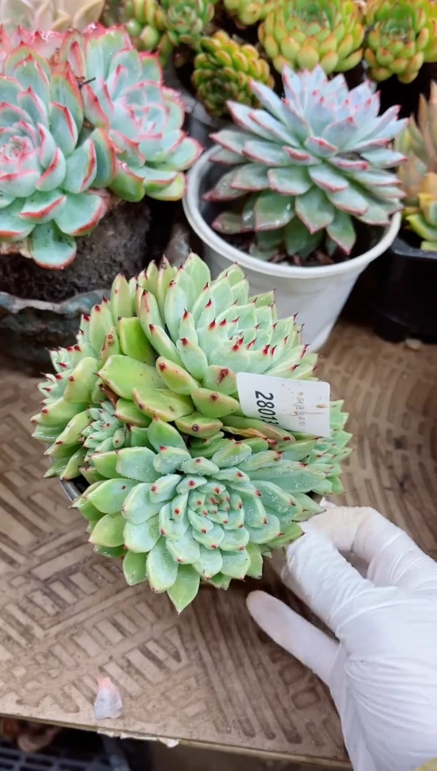 新28013多肉植物一物一拍