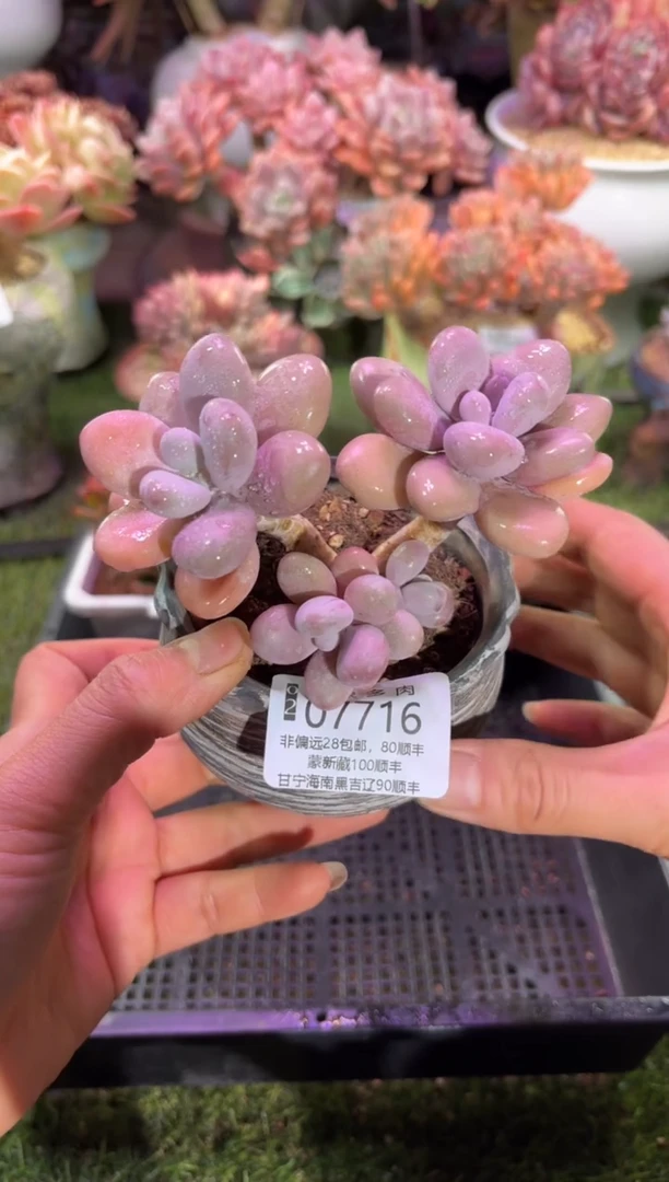 【闪购商品】07716脱土带盆