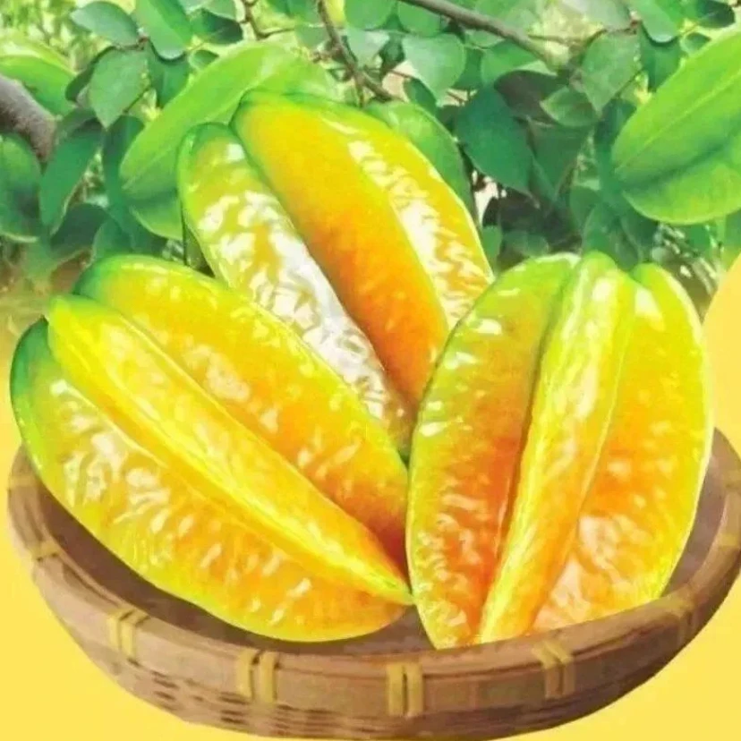 【纯甜杨桃种子】四季播种阳台盆栽小院种植简单春季开花高产水果