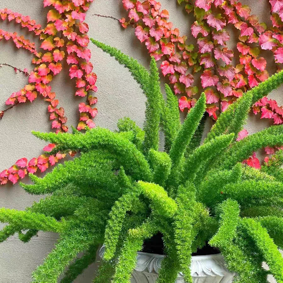 【狐尾天门冬】四季常青会开花多年生宿根皮实好养窗台阳台办公室