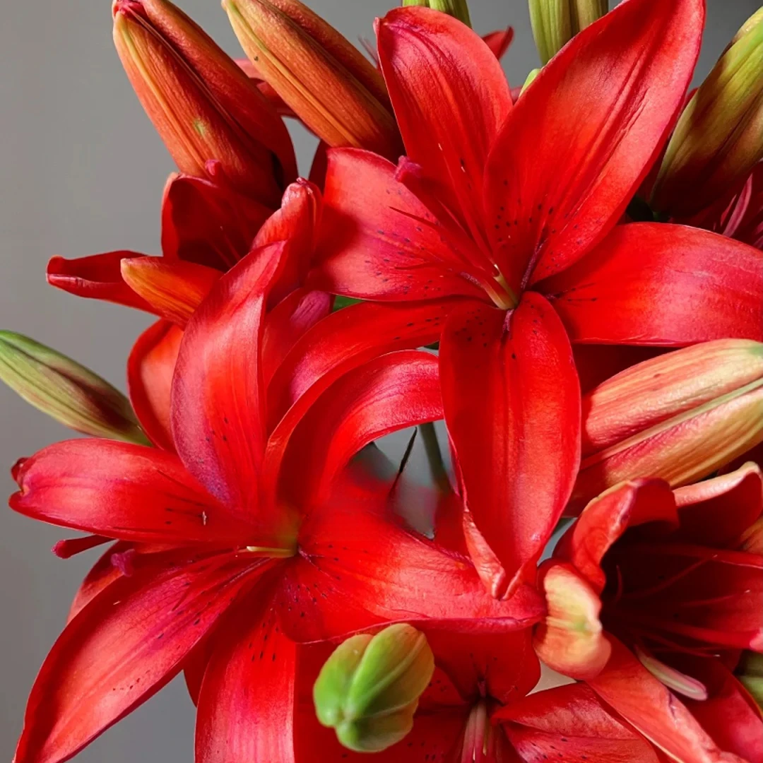 【红宝石】亚百合 一单包邮 云南鲜花昆明基地现采现发