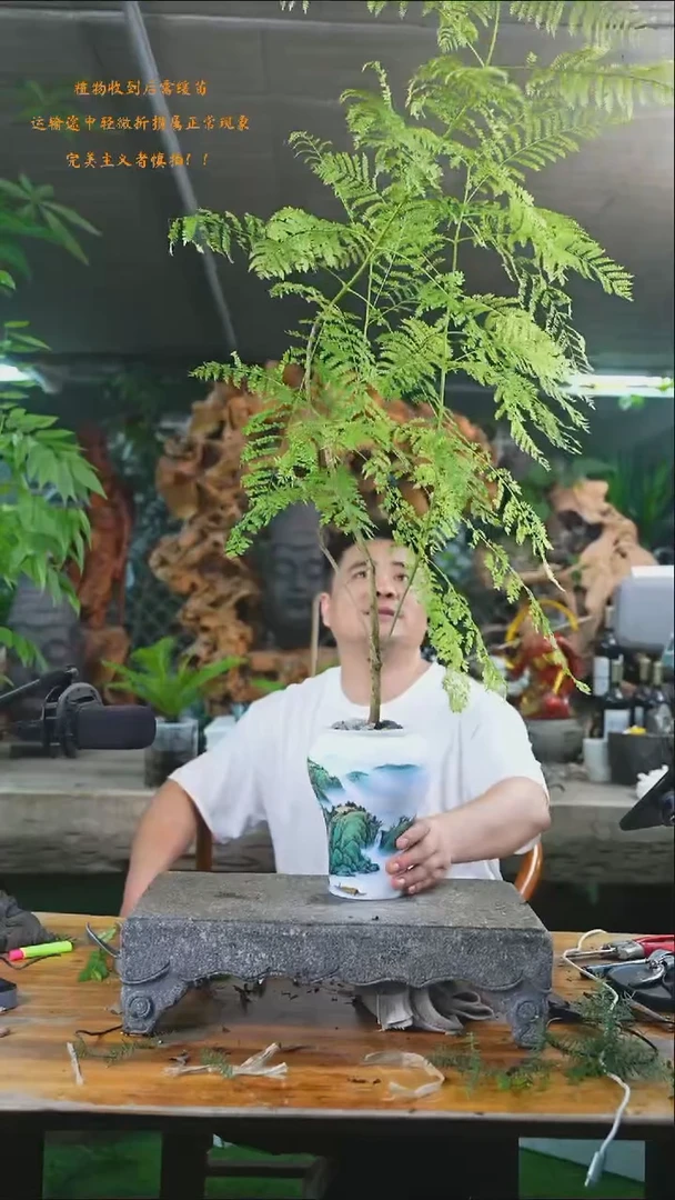 完全开放蓝花楹015+