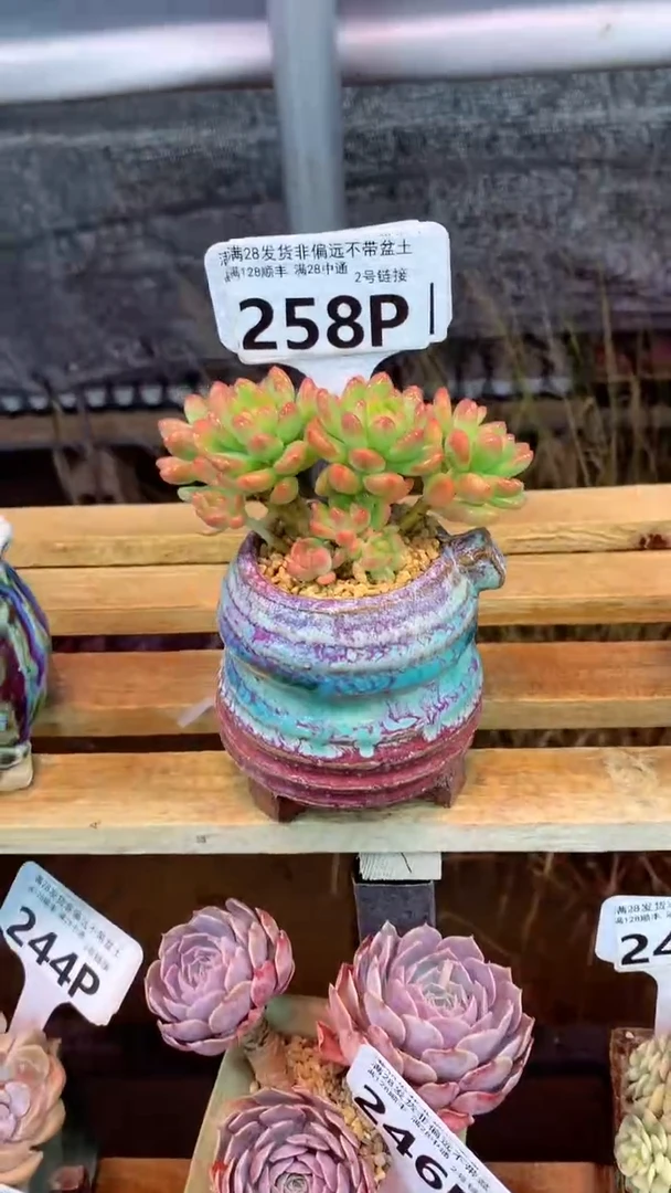258P（一物一拍实付满28发货，默认不带盆土）