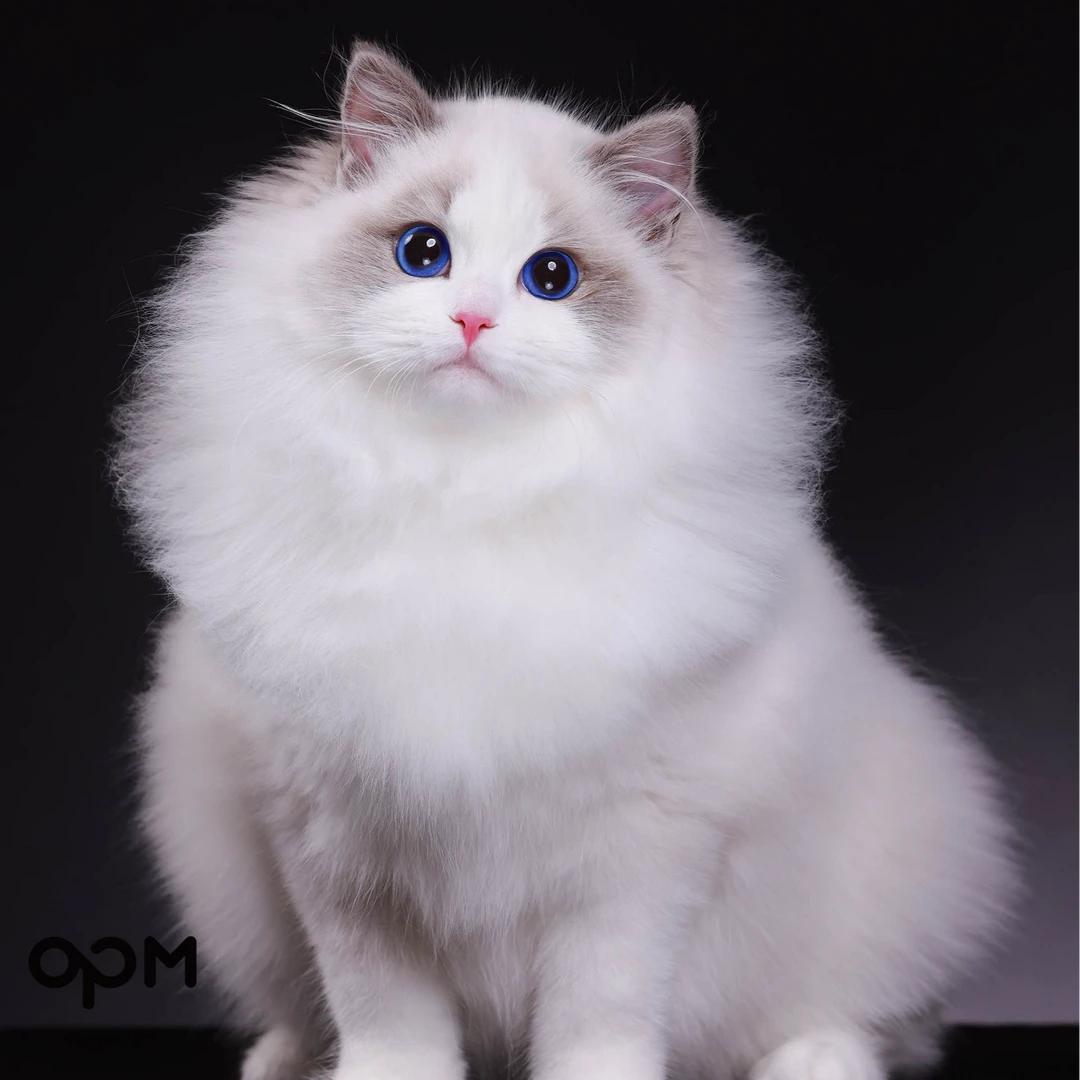 OPM Lumi 尊享高赛级蓝双布偶妹妹