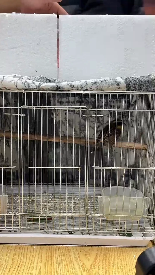 31号  虎头风养笼0元起拍