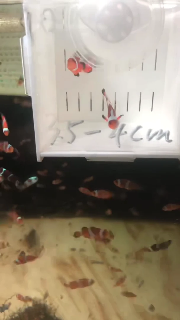 海水10号盒子微瑕达芬奇3.5-4