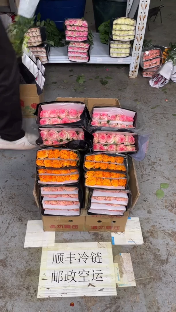 卡布20枝+金色海岸20枝+艾沙20枝