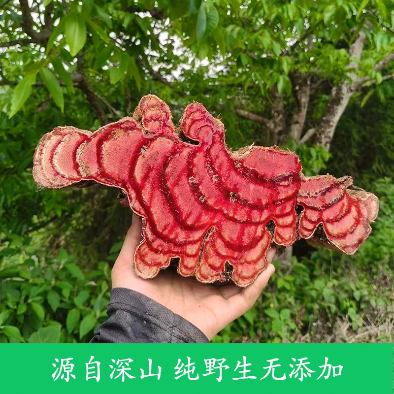 直播间新鲜整段鸡血藤直播间挑选改价链接勿私拍
