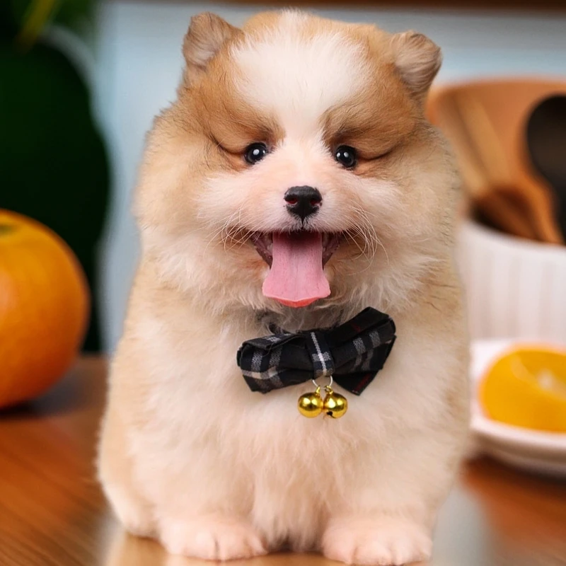 麻团瓢总柯基大队双色长毛柯基宠物活体狗狗