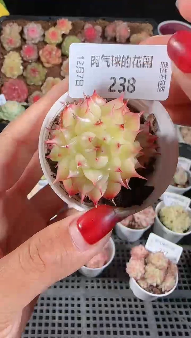 1207-238多肉群生不包整