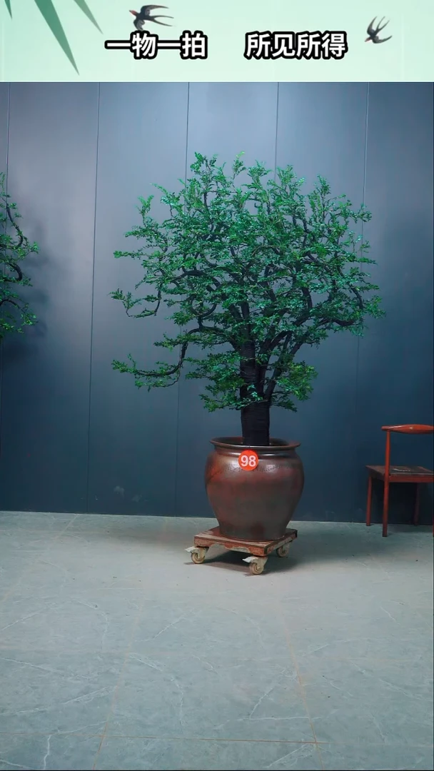 无花朵用****7广东小叶紫檀75号