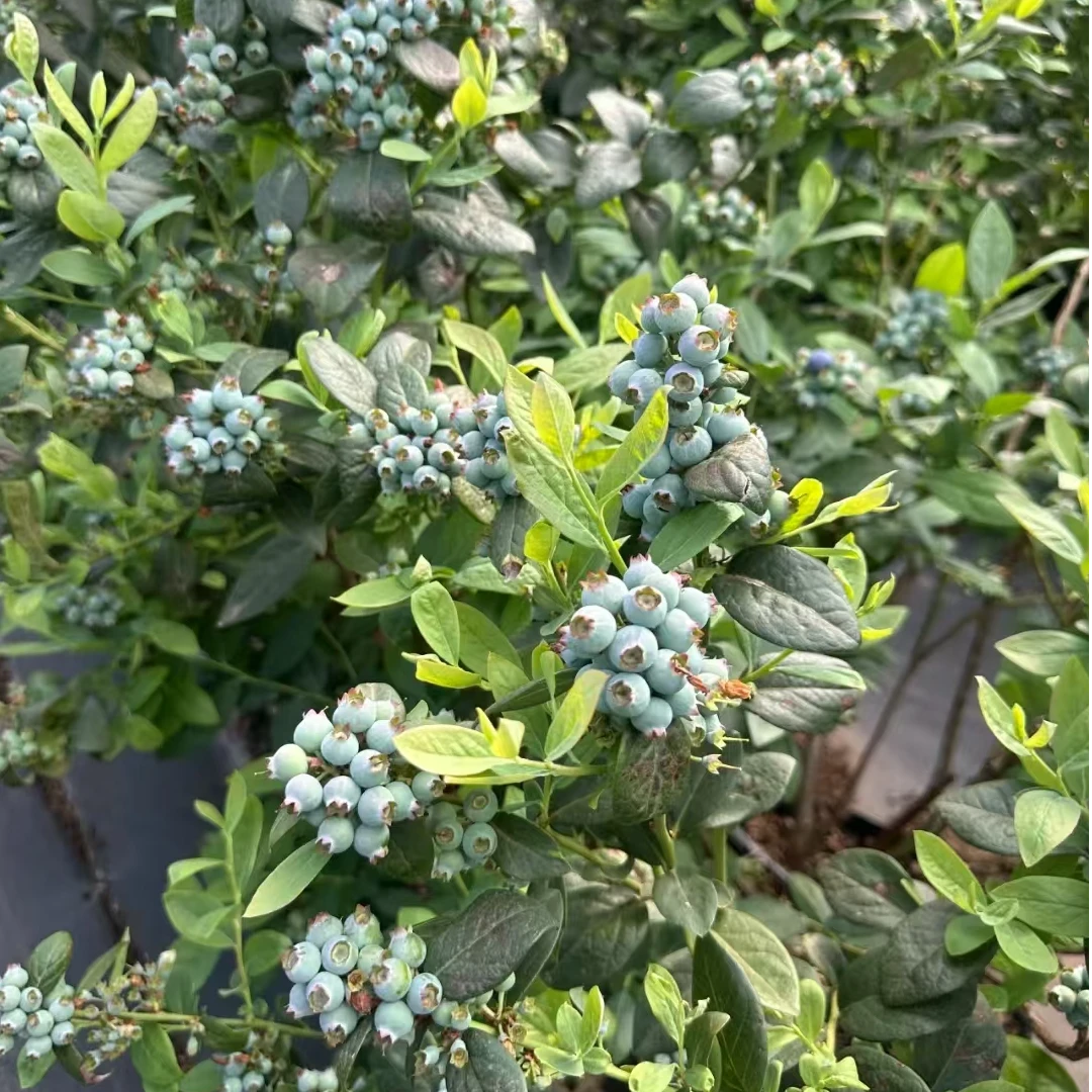 【开仓破价】L25蓝莓带花带花苞南北可种阳台盆栽耐寒耐热