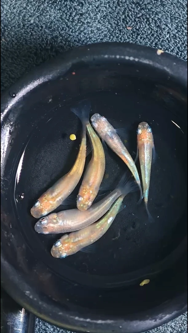 青鳉鱼观背青鳉010