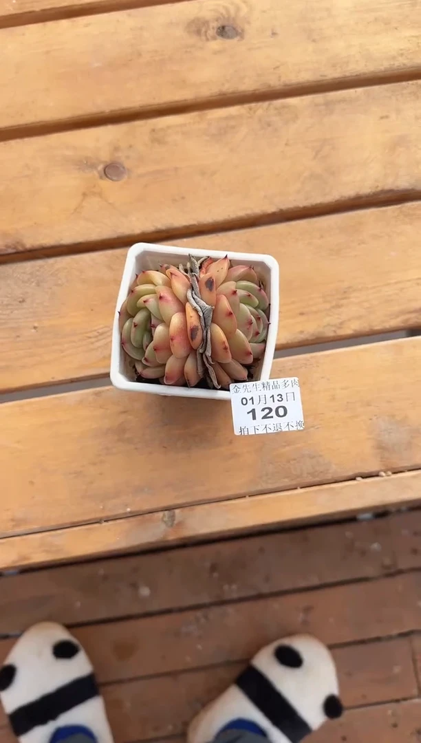 【闪购商品】0113-120安可双头