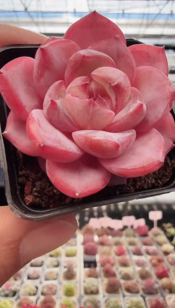 东云多肉园新款-08