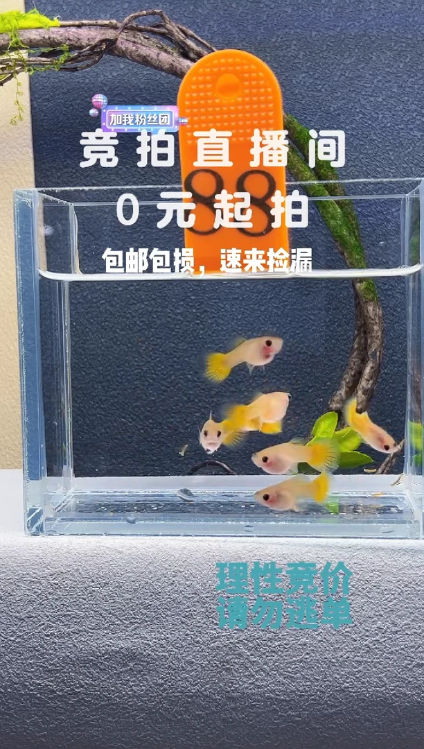 孔雀鱼黄金玻璃猫一缸编号88
