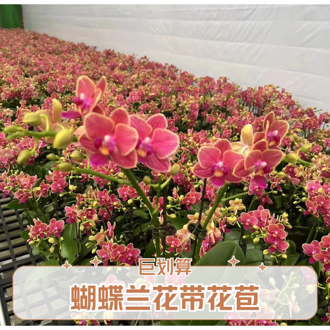 花悦里【金边玲珑】双花剑 带花带花苞 室内花花 广州花卉源头基地