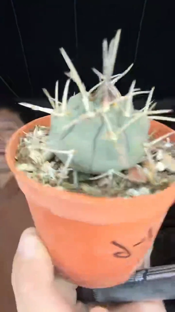 1-6             12.99